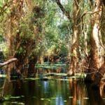 Delta Dunării: atracție turistică unică în Europa, paradis natural UNESCO