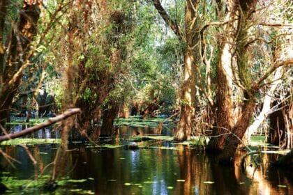 Delta Dunării: atracție turistică unică în Europa, paradis natural UNESCO