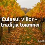 🍇 Culesul viilor – tradiția toamnei în satele românești