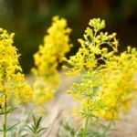 ✨ Tradiția Sânzienelor – sărbătoarea verii în România 🌼