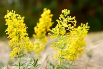 ✨ Tradiția Sânzienelor – sărbătoarea verii în România 🌼