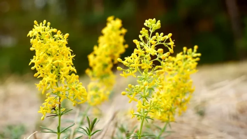 ✨ Tradiția Sânzienelor – sărbătoarea verii în România 🌼
