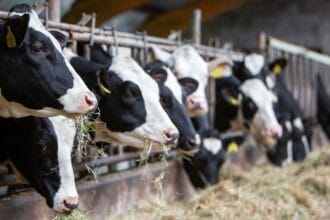 Epidemie de boala limbii albastre confirmată în România: ce înseamnă pentru ferme