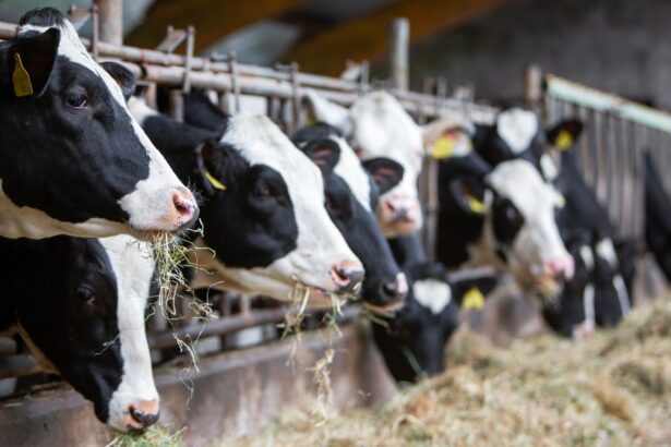 Epidemie de boala limbii albastre confirmată în România: ce înseamnă pentru ferme